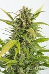 DINAFEM - Haze Autoflowering CBD