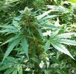 ! Critical + Auto