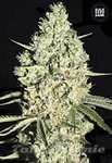 BULK SEED BANK - Auto Critical