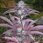 SAGARMATHA - Purple Pinecone