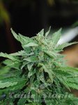 KANNABIA SEED - Karibbean Mango