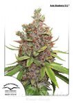 DUTCH PASSION - Auto Glueberry O.G.