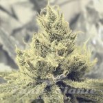 MEDICAL SEEDS - Y Griega