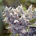 FEMALE SEEDS - BubbleGummer