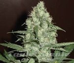 FANTASEEDS - Blue Pearl Auto