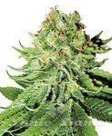 WHITE LABEL - Northern Light Auto