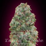 00 SEEDS BANK - Bubble Gum