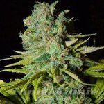 BIOHAZARD SEEDS - Big Lights