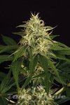 EXOTIC SEED - Mango Cream