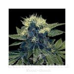 GROW YOUR OWN - Sharksbreath