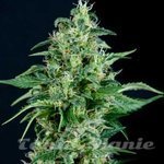 PYRAMID SEEDS - Auto Kryptonite