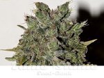 SEEDSMAN - Nemesis