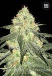 BULK SEED BANK - Auto Sour Diesel
