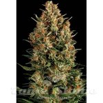 PYRAMID SEEDS - Wembley