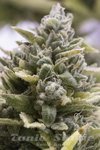 HUMBOLDT SEED - OG Kush Auto