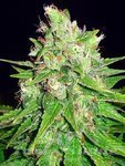 WORLD OF SEEDS - Mazar X Great White Shark