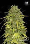 BULK SEED BANK - AK