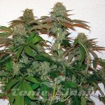 BARNEY’S FARM - 8 Ball Kush