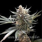 RESERVA PRIVADA - Tangie