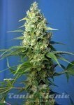 SWEET SEEDS - Honey Peach Auto CBD