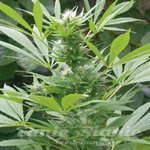AMARANTA SEEDS - Easy Bud