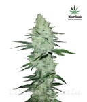 FASTBUDS - Six Shooter Auto