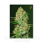 Victory Seeds - Auto Amnesia