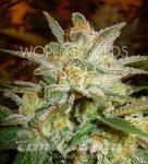WORLD OF SEEDS - Star 47