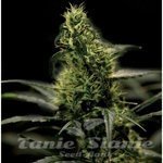 THE BULLDOG SEEDS - Energy Haze