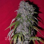 FEMALE SEEDS - SexBud