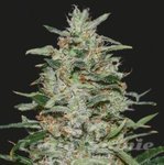 KALASHNIKOV SEEDS - WHITE RUSSIAN OG