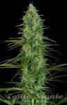 DINAFEM - Critical Jack