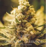 FEMALE SEEDS - Lemon Kush