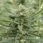 710 GENETICS - Auto AK-107