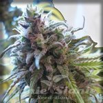 AUTOFEM - Auto Bluekush