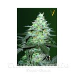 Victory Seeds - Auto Original Blueberry