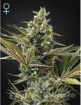 GREEN HOUSE SEEDS - Super Lemon Haze Auto CBD