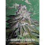 MINISTRY OF CANNABIS - Nepalese Dragon