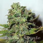 NIRVANA - Mango Skunk