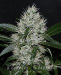 ! OG Kush