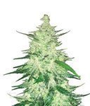 FASTBUDS - CBD Crack Auto