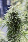 DINAFEM - OG Kush Auto