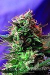 SWEET SEEDS - Jack 47