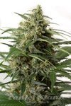 DINAFEM - Moby Dick XXL Auto