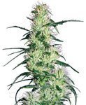 WHITE LABEL - Purple Haze