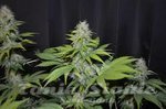 G13 LABS - Blueberry Gum #2