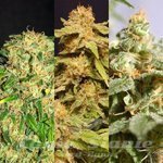 KANNABIA SEED - Outdoor Mix