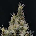 CBD Seeds - Vanilla Haze