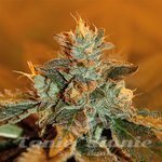 ROYAL DUTCH GENETICS - Special K