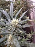 RESERVA PRIVADA - Strawberry Banana